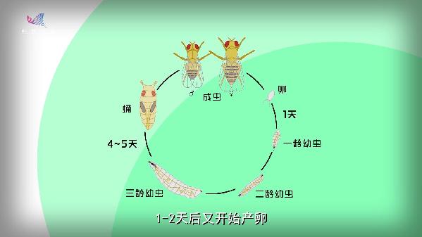 基因故事动画③：摩尔根的“爱宠”为啥是果蝇？