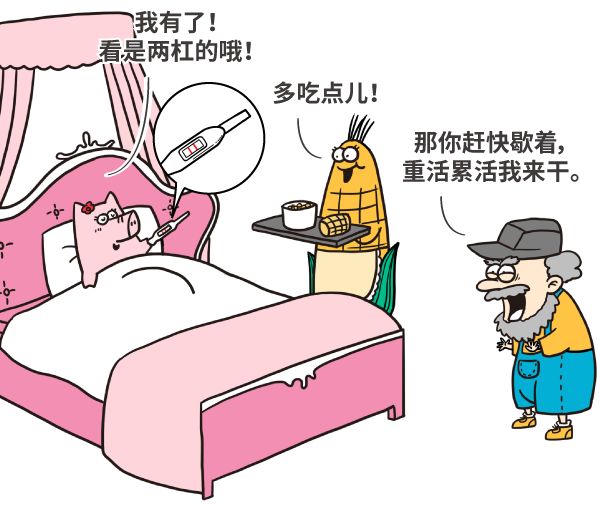 漫画|美国母猪为什么假装怀孕？破解转基因食品的四大谣言