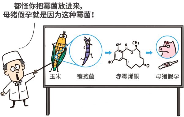 漫画|美国母猪为什么假装怀孕？破解转基因食品的四大谣言