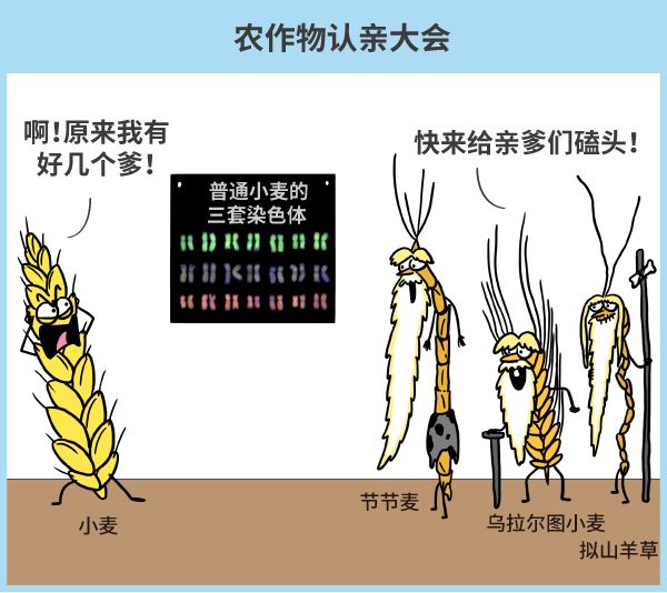 漫画|纯天然农作物？不存在的，老祖宗早就改乱了它们的基因