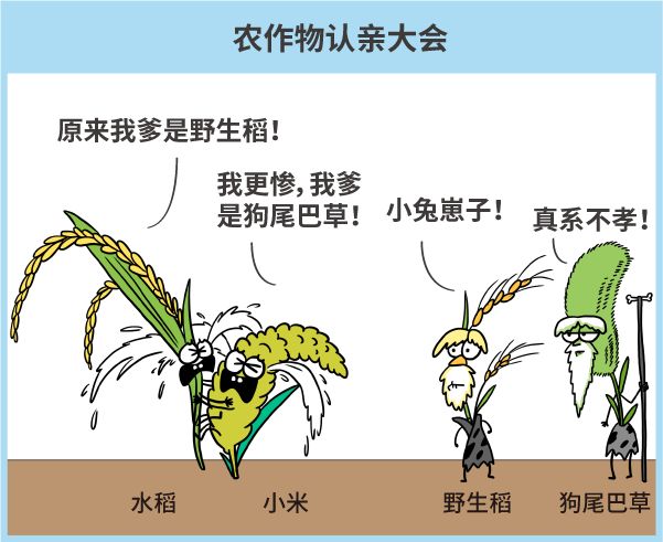 漫画|纯天然农作物？不存在的，老祖宗早就改乱了它们的基因