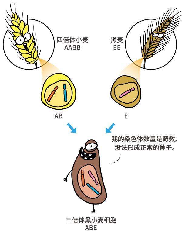 漫画|纯天然农作物？不存在的，老祖宗早就改乱了它们的基因