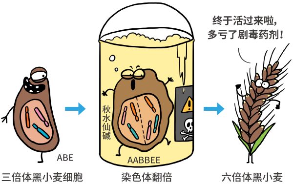 漫画|纯天然农作物？不存在的，老祖宗早就改乱了它们的基因