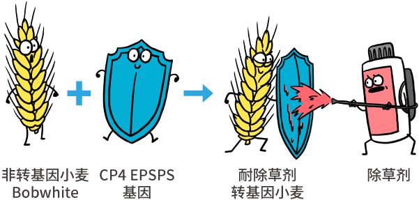 漫画|纯天然农作物？不存在的，老祖宗早就改乱了它们的基因