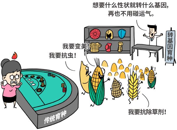 漫画|纯天然农作物？不存在的，老祖宗早就改乱了它们的基因