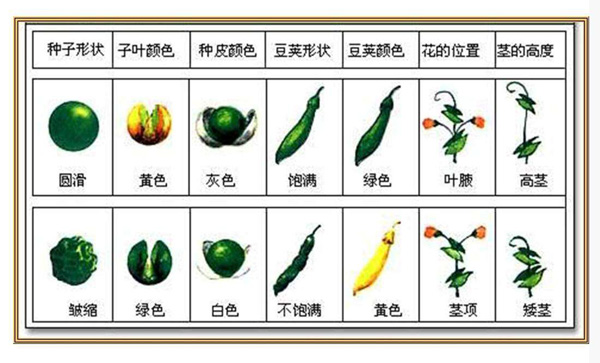 不敢吃转基因食品？其实天然“转基因作物”人类已经吃了几千年