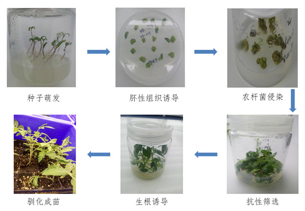 不敢吃转基因食品？其实天然“转基因作物”人类已经吃了几千年