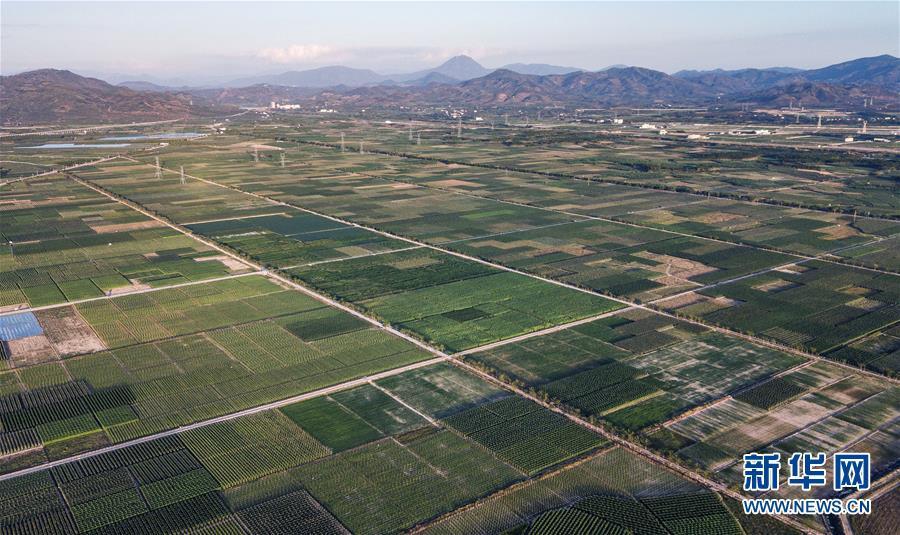 海南冬季瓜菜进入上市旺季