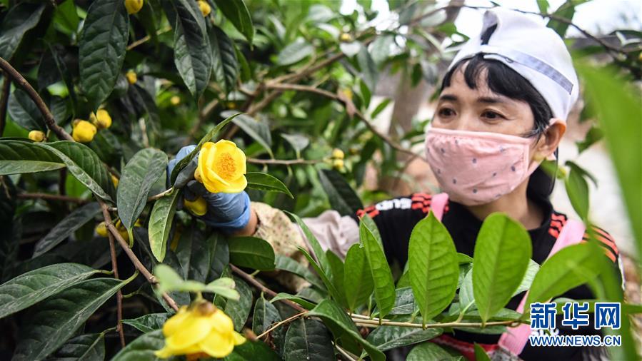 广西合浦：金花茶飘香