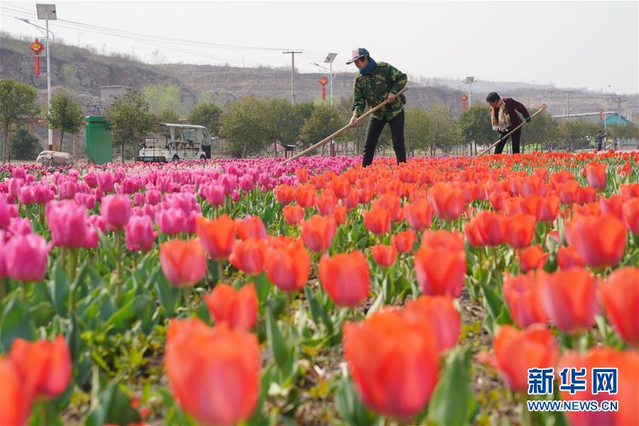 河北沙河：“花经济”助增收