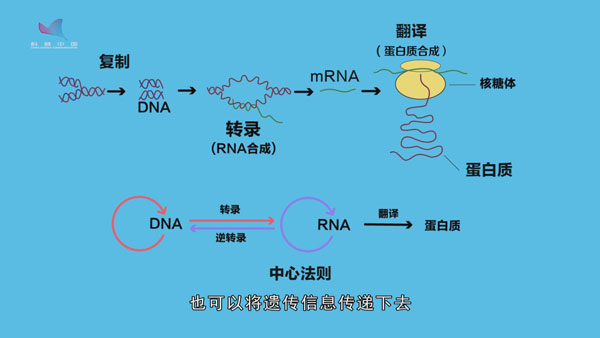 基因故事动画⑧：子承父业获诺奖 “基因业务”能遗传？