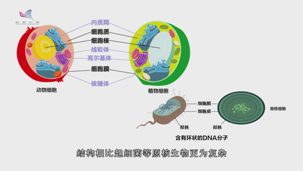 基因故事动画⑧：子承父业获诺奖 “基因业务”能遗传？