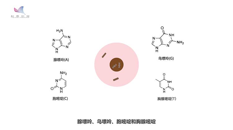 基因故事动画⑤：DNA的结构之谜