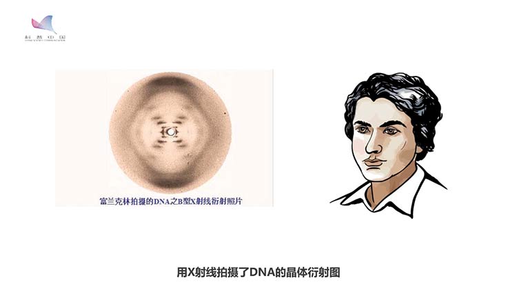 基因故事动画⑤：DNA的结构之谜