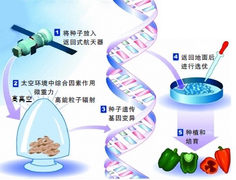 科普：太空育种和转基因技术是一回事儿吗？