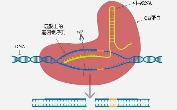 用地瓜制作可降解薄膜 淀粉不够“直”怎么办？