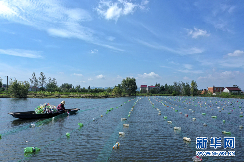 【“飞阅”中国】水乡养珍珠 带富一方人