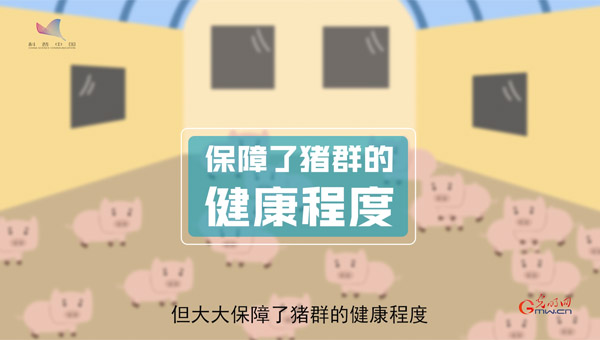 动画｜阻击非洲猪瘟：科学家如何打响“猪肉保卫战”？