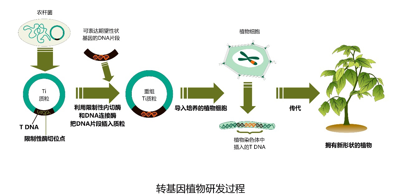 【转基因你问我答】只有中国人吃“转基因”？