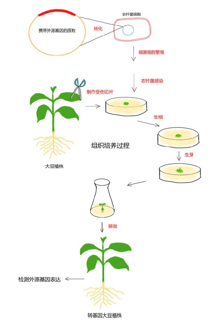 【转基因你问我答】吃了转基因食物，会被“转基因”吗？