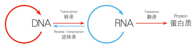 【诺奖中的“基因”】一只鸡引发的癌症起因大探索