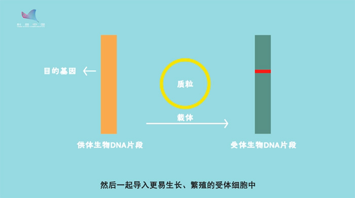 基因故事动画⑨基因工程：“小工程” 带来“大惊喜”