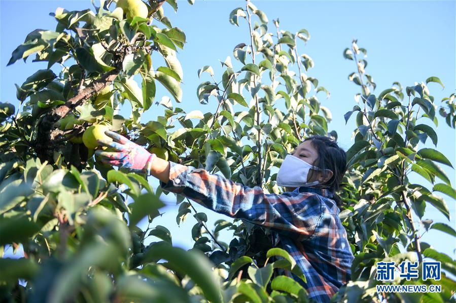 吉林延边：苹果梨迎来收获季