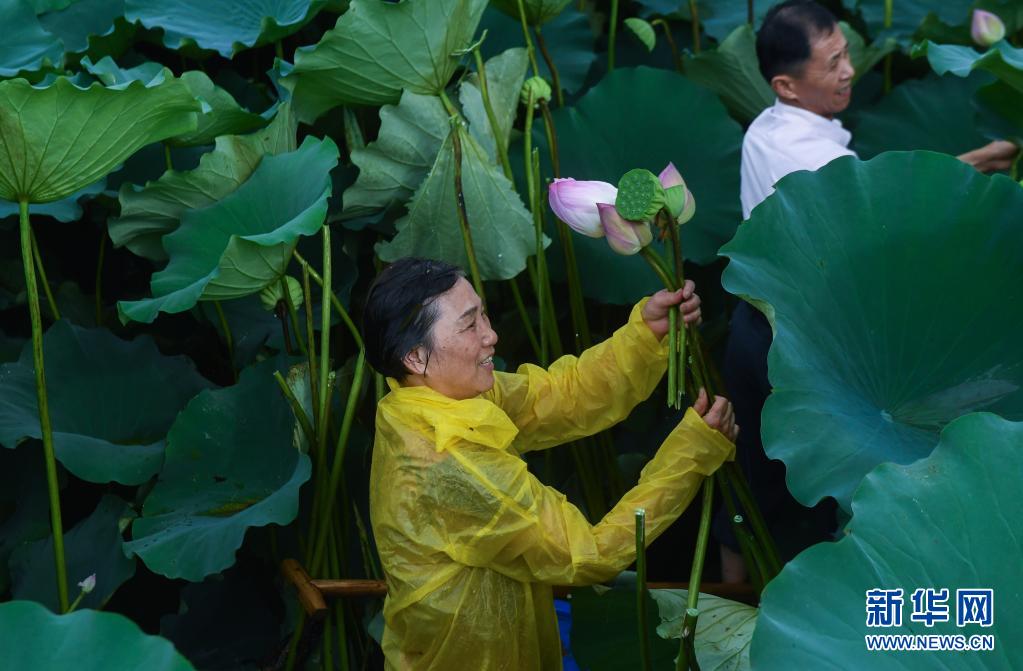 美丽乡村夏日荷塘忙采荷