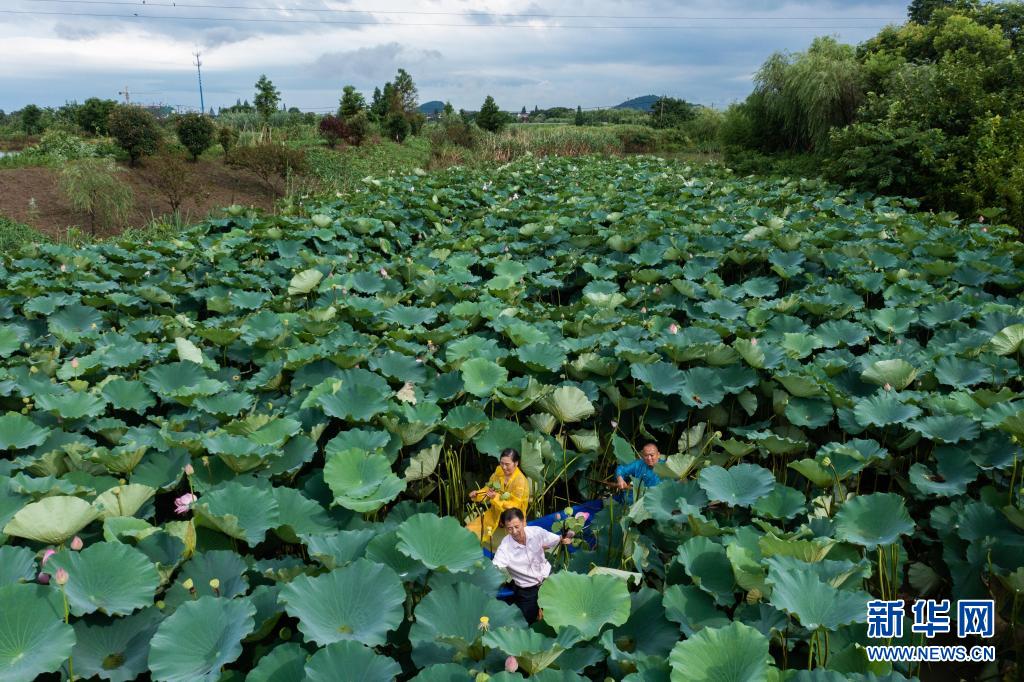 美丽乡村夏日荷塘忙采荷