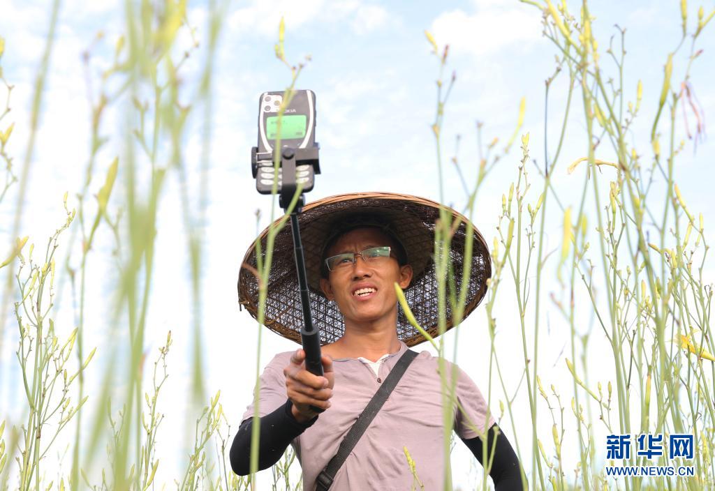 湖南祁东：黄花菜丰收富农家