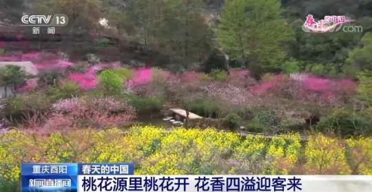 以花兴旅 “花海经济”推动乡村振兴