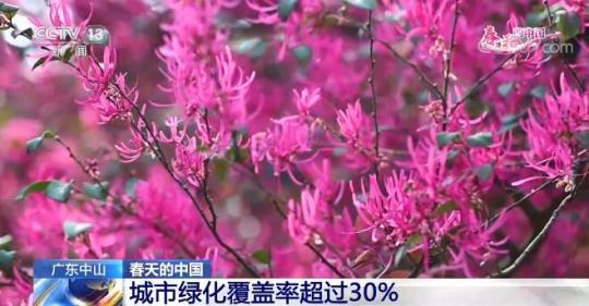 以花兴旅 “花海经济”推动乡村振兴