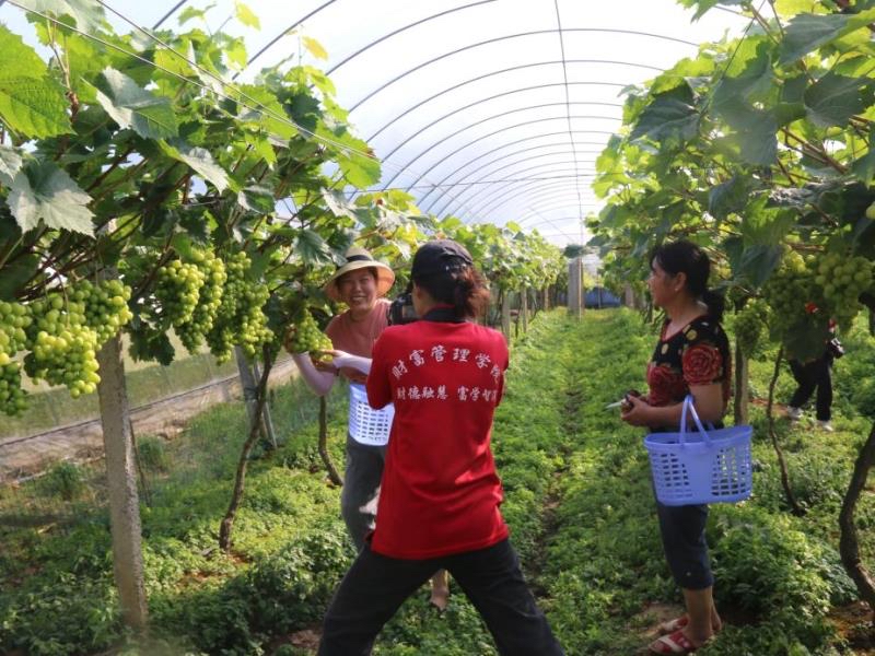 大学生这场公益直播助滞销葡萄打开销路