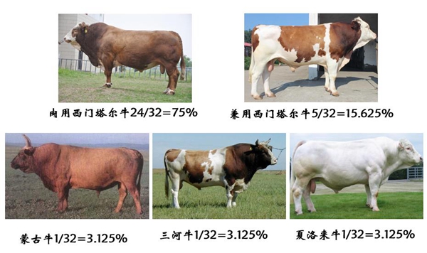 历时43年，我国自主知识产权“华西牛”终育成