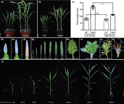 谷子开花的密码是啥？我科学家发现这一关键决定因子