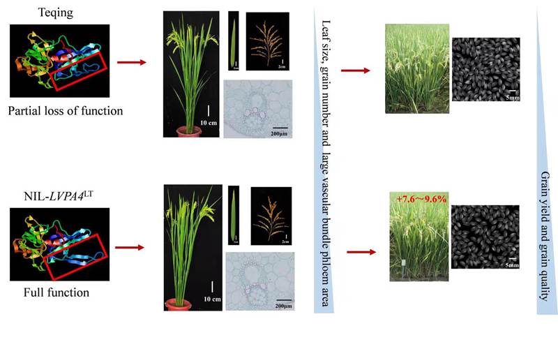 神奇的水稻LVP4基因：只需改变这个“因” 就能收获意外之“果”？