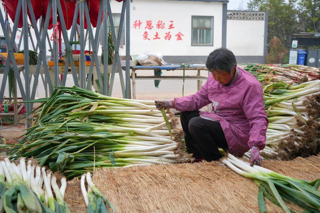 大葱长得高，百姓生活好——山东章丘大葱收获见闻