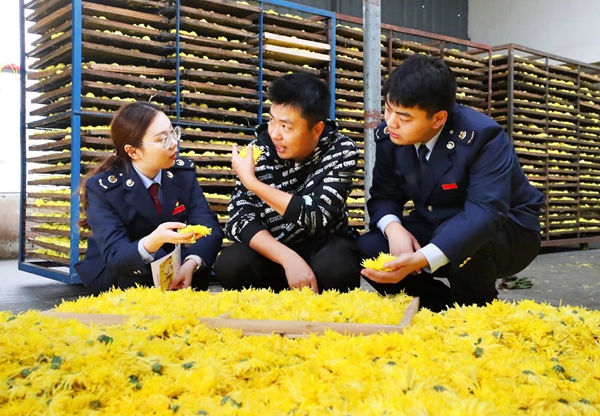 菊花香里说丰年