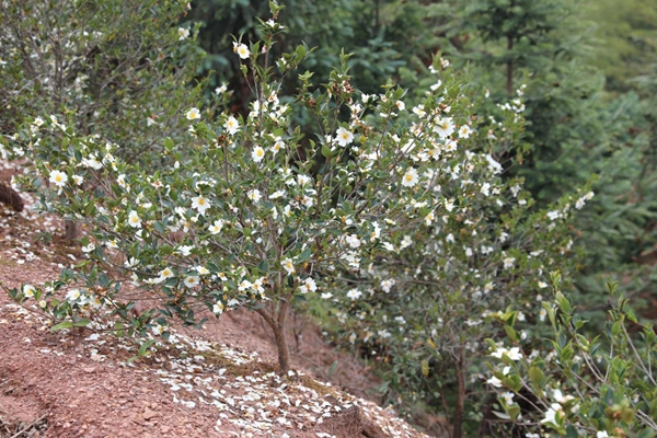 湖南衡山：千亩油茶花开 群众增收盼头足