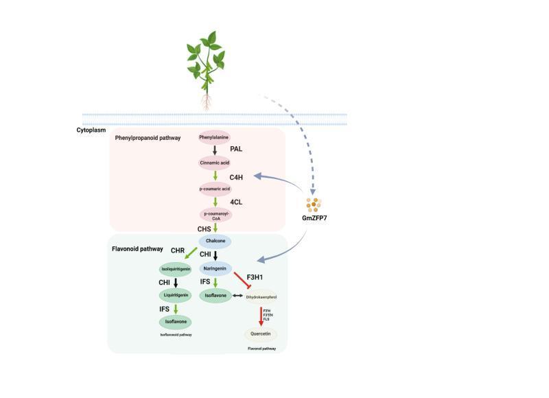 新研究为大豆异黄酮分子育种提供新思路