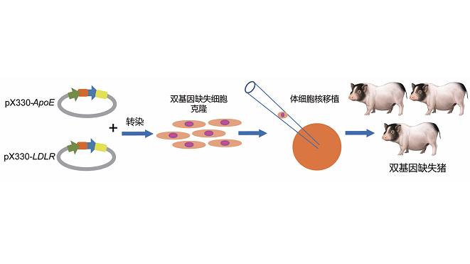 我国成功培育3个基因编辑小型猪新品系