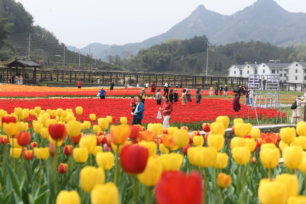 浙江小山村里的“郁金香王国”