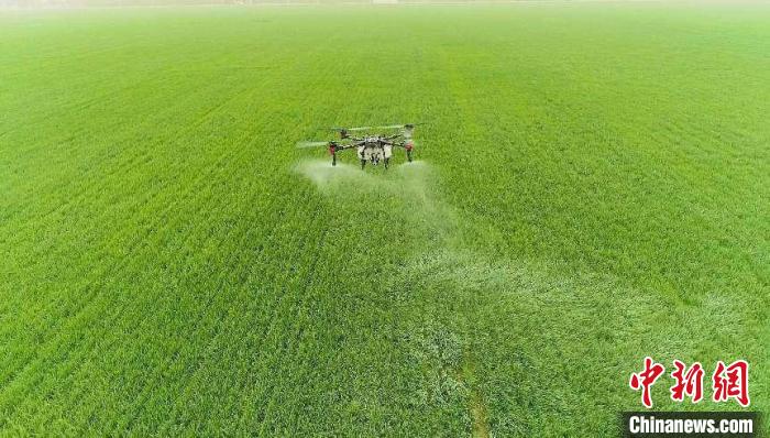 新疆兵团：植保无人机助力小麦病虫害防治