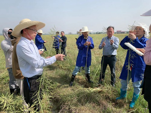 亩产175.7公斤！我国三熟制短生育期油菜育种获重大突破