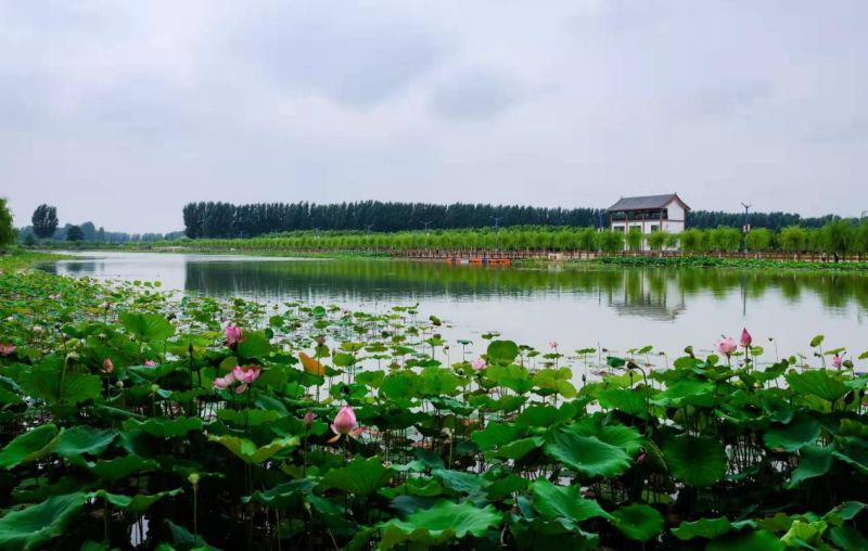 河南范县：昔日“空心村”蝶变“网红村”