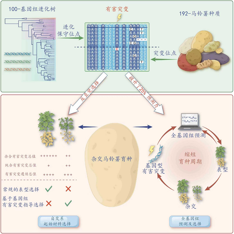 马铃薯育种有了“火眼金睛”