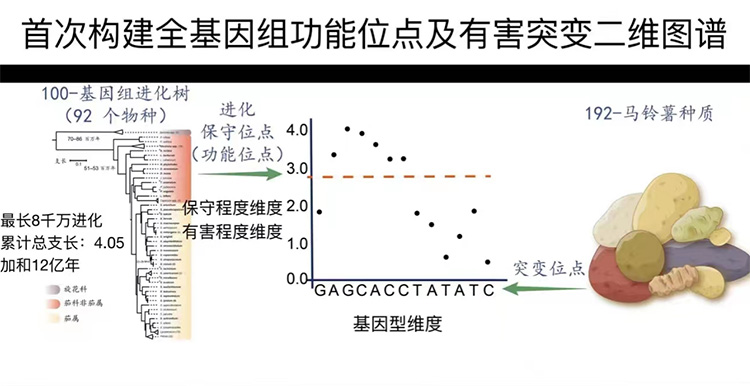 马铃薯育种有了“火眼金睛”