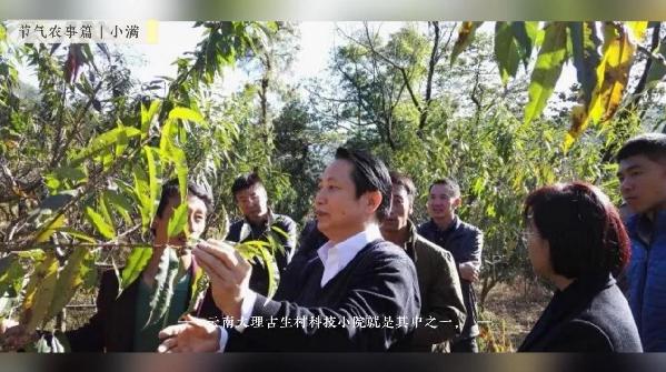 【智惠农民】小满——长夏渐盛，麦浪青青