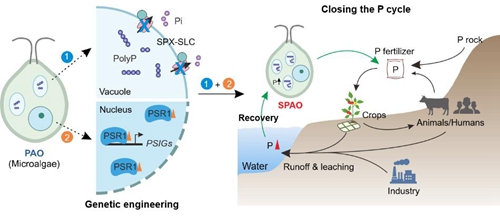 磷素超积累藻株研制成功 可高效回收利用水体磷素