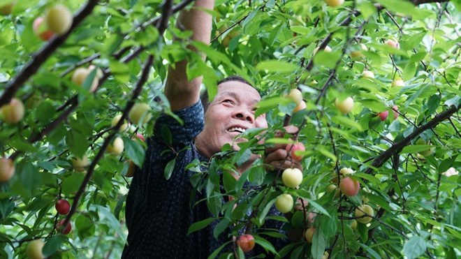 衡山萱洲：三月李成熟 果农采摘忙